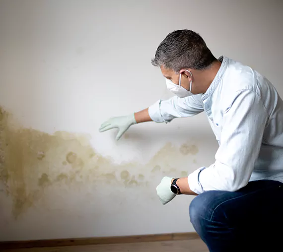 Mold Removal Service in Issaquah, WA